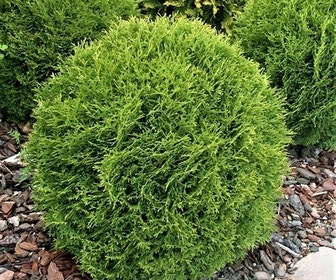 Thuja (Thuja occidentalis 'Tiny Tim')