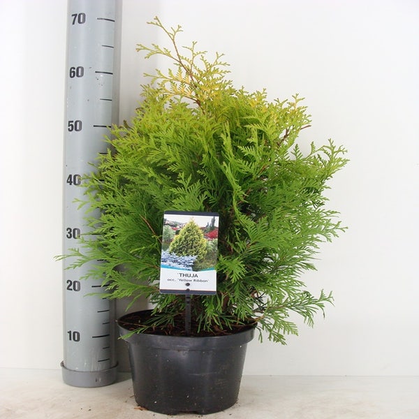 Thuja occidentalis 'Yellow Ribbon' 40/50cm C3