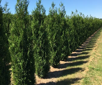 Grote levensboom (Thuja plicata 'Atrovirens')