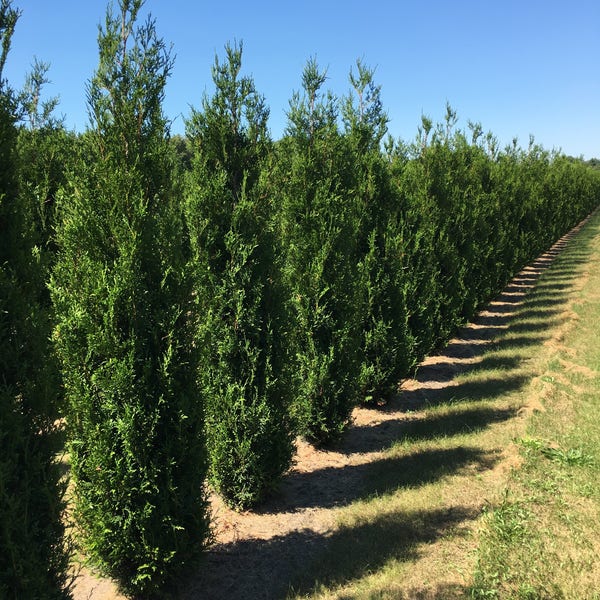 Thuja plic. 'Atrovirens'