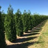 Grote levensboom (Thuja plicata 'Atrovirens')