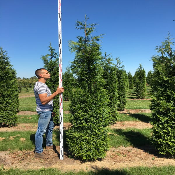 Thuja plic. 'Excelsa' 250-300 cm
