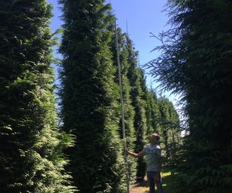 Grote levensboom (Thuja plicata 'Gelderland')