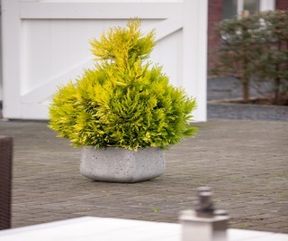 Levensboom (Thuja plicata '4ever Goldy') 