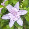 Bosrank (Clematis 'Multi Pink')