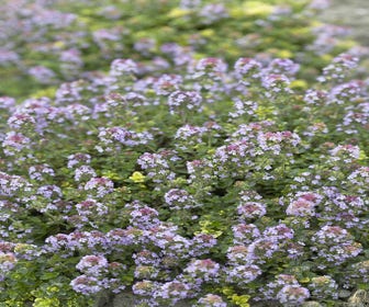 Tijm (Thymus 'Doone Valley')