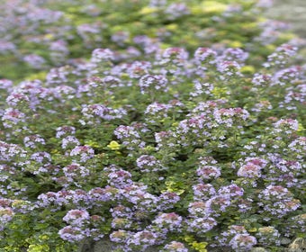 Tijm (Thymus 'Doone Valley')