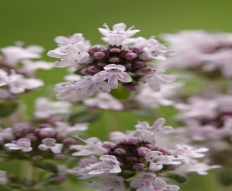 Tijm (Thymus praecox 'Pink Chintz')