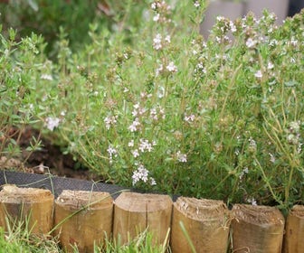Echte tijm (Thymus vulgaris) Bio