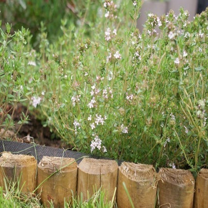 Thymus vulgaris (Echte Tijm)