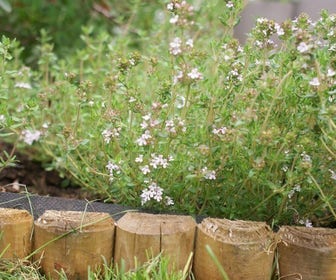Echte tijm (Thymus vulgaris) Bio