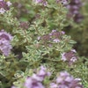 Tijm (Thymus vulgaris 'Silver Posie')