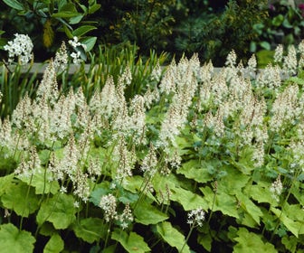 Perzische muts / Schuimbloem (Tiarella cordifolia)