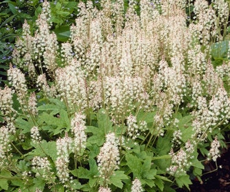 Perzische muts/Schuimbloem (Tiarella cordifolia 'Oakleaf')