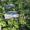 Perzische muts / Schuimbloem (Tiarella cordifolia) Bio