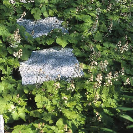 Perzische muts / Schuimbloem (Tiarella cordifolia) Bio