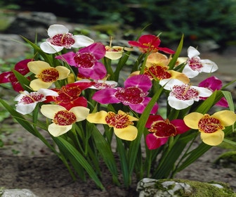 Tijgerbloem (Tigridia pavonia mix)