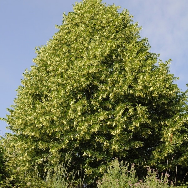Lindeboom Tilia Platyphyllos lindeboom-tilia-platyphyllos