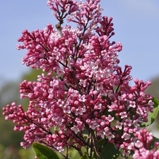 Bez karowy (Syierda)