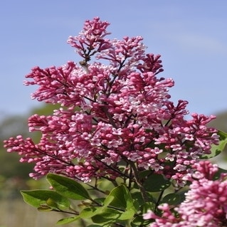 Dwergsering (Syringa 