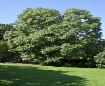 Chinese netelboom (Cedrela sinensis)