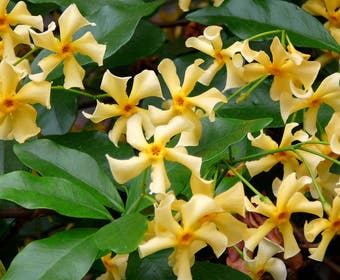 Toscaanse Jasmijn (Trachelospermum jasminoides 'Star of Toscane')