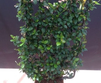 Toscaanse Jasmijn als leivorm(Trachelospernum jasminoides)