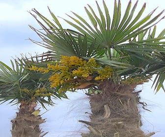 Winterharde palm (Trachycarpus fortunei)