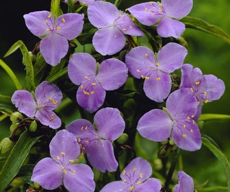 Eendagsbloem (Tradescantia 'Charlotte')