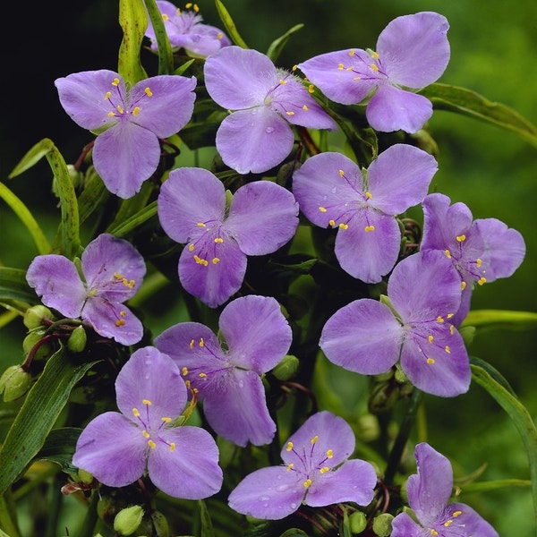 Eendagsbloem (Tradescantia 'Charlotte')