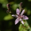 Armelui's orchidee/Paddelelie (Tricyrtis hirta)