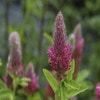 Purperen klaver (Trifolium rubens)