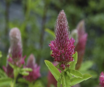 Purperen klaver (Trifolium rubens)