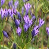 Triteleia (Triteleia laxa 'Koningin Fabiola')