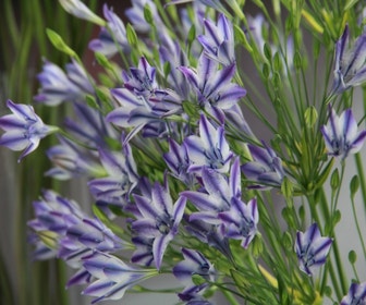 Triteleia (Triteleia laxa 'Rudy')