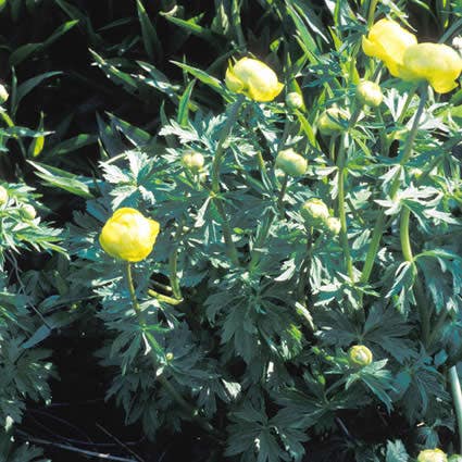 Trollius