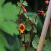 Knolcapucien (Tropaeolum tuberosum 'Ken Aslet')