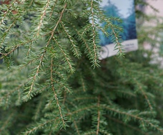 Hemlockspar (Tsuga canadensis)