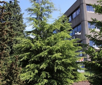 Westelijke hemlockspar (Tsuga heterophylla)