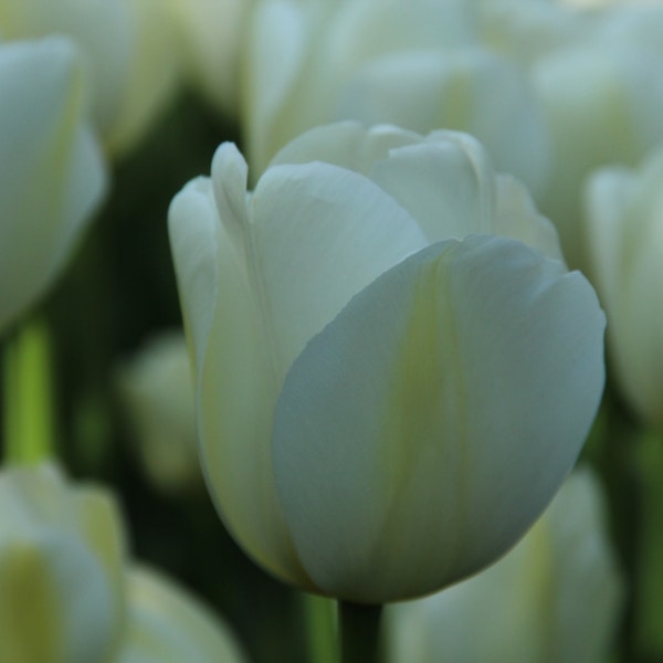 Tulipa 'Angels Wish' (Tulp)