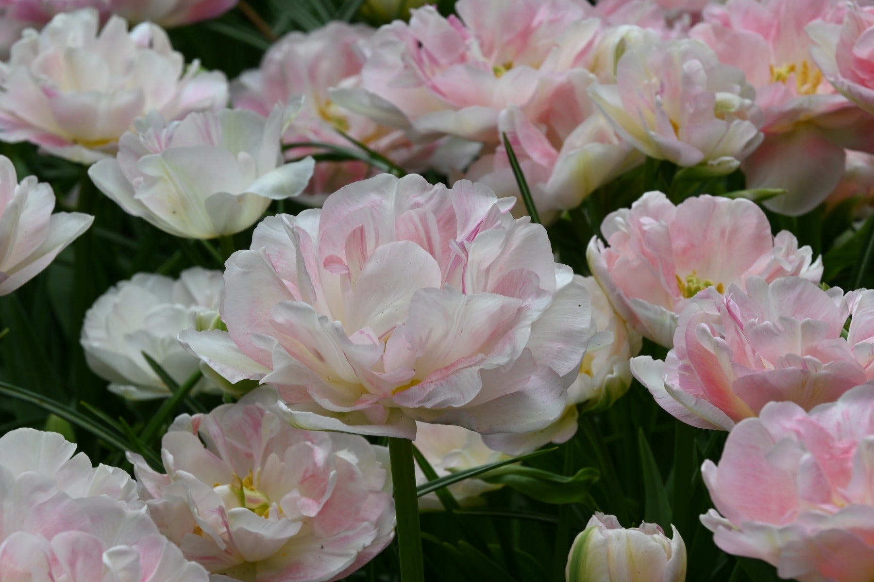 Tulp