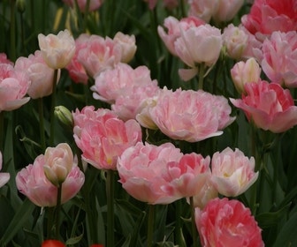 Tulp (Tulipa 'Angélique', Dubbele tulpen)