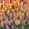 Tulp (Tulipa 'Apricot van Eijk')