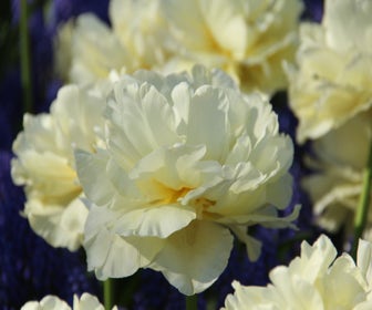 Tulp (Tulipa 'Avant Garde')