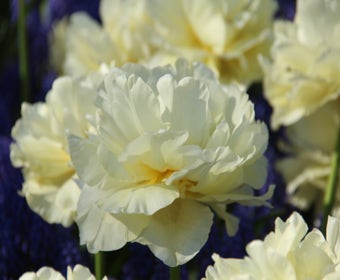 Tulp (Tulipa 'Avant Garde')