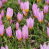 Tulp (Tulipa bakeri 'Lilac Wonder')