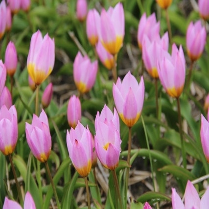 Tulipa bakeri 'Lilac Wonder' (wilde tulp)
