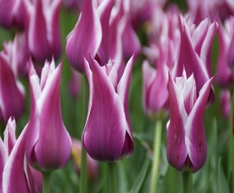 Tulp (Tulipa 'Ballade')