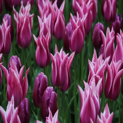 Tulipa 'Ballade' (Tulp)
