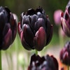Tulp (Tulipa 'Black Hero', Dubbele Tulpen)